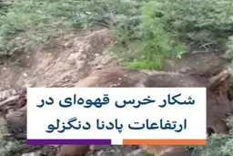 شکار یک قلاده خرس بر پایه خرافه‌ای قدیمی در ارتفاعات دنا + ویدئو