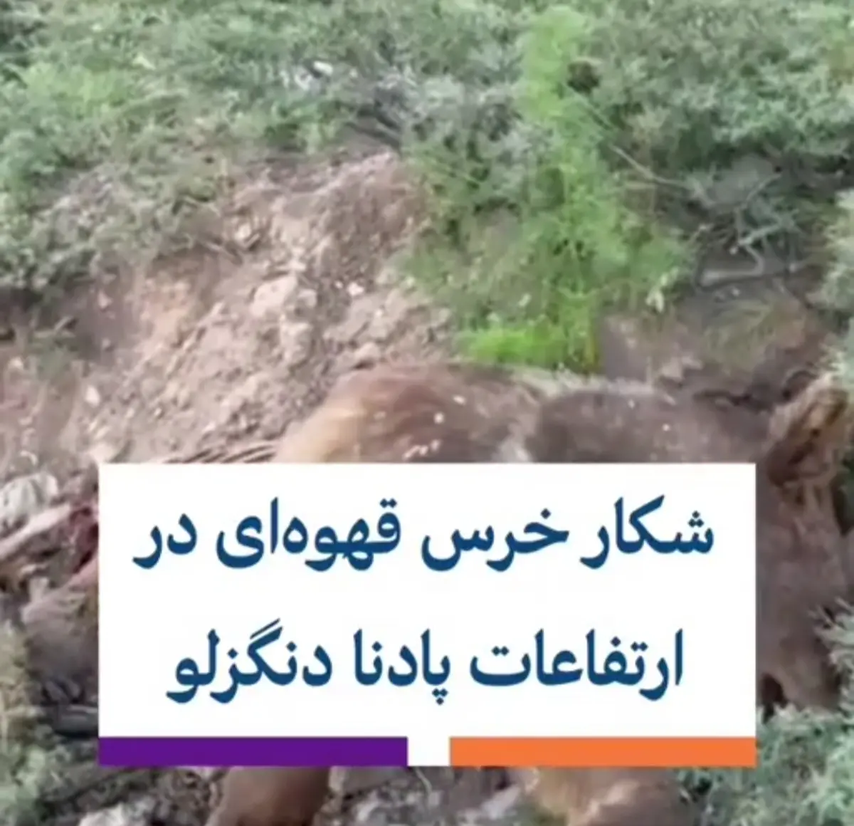شکار یک قلاده خرس بر پایه خرافه‌ای قدیمی در ارتفاعات دنا + ویدئو