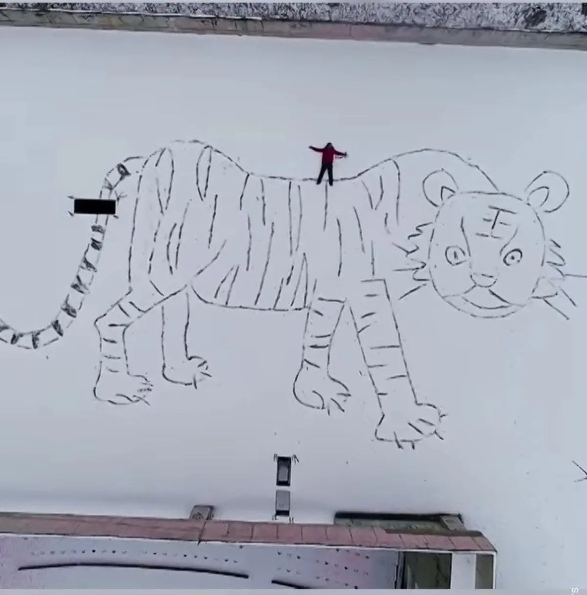 کشیدن یک ببر غول پیکر روی برفها، فقط با پا!+ویدئو