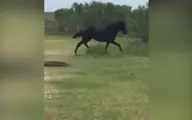 حمله اسب به تمساح در حال استراحت+ویدئو