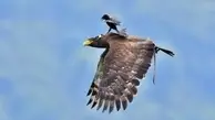 آزار و اذیت شدن یک عقاب از سوی پرنده ای کوچک!+ویدئو