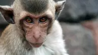 تشیع جنازه میمونی که مثل خویشاوند نزدیک برای یزید بود! | تشیع جنازه میمون یزید + ویدئو