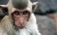 تشیع جنازه میمونی که مثل خویشاوند نزدیک برای یزید بود! | تشیع جنازه میمون یزید + ویدئو