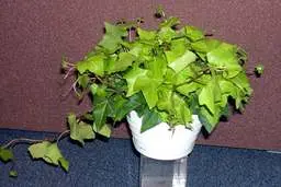 اگه دوس داری پیچک رو قلمه بزنی و بلد نیستی ببین خیلی آسونه! | روش قلمه زدن پیچک +ویدئو