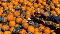 فاجعه تهیه آبمیوه از پرتقال‌های فاسد در شمال کشور+ویدئو