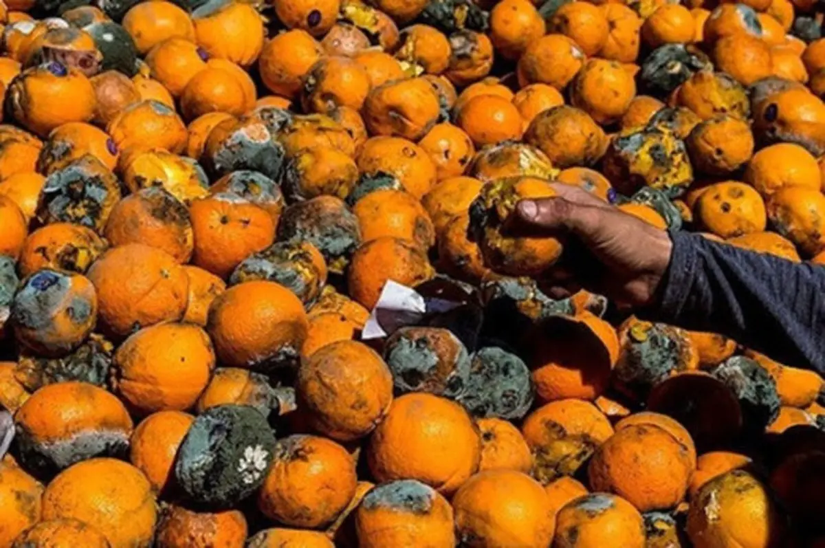 فاجعه تهیه آبمیوه از پرتقال‌های فاسد در شمال کشور+ویدئو