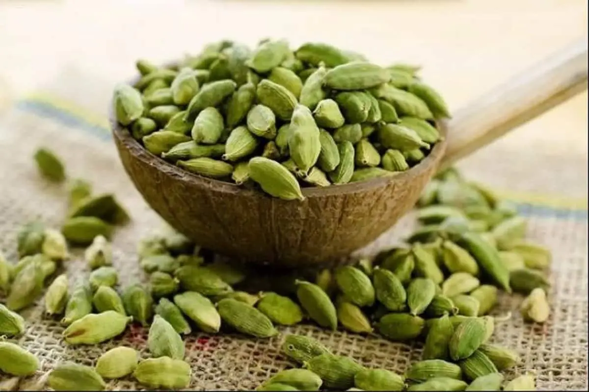 چیدن خوش عطرترین ادویه | نگاهی به برداشت هل +ویدئو