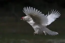 قیمت مرغ به اوج آسمان رسید