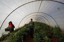 صادرات شراب، روغن زیتون و عسل از اسرائیل به امارات| فلسطینی ها چنین صادراتی را محکوم کردند