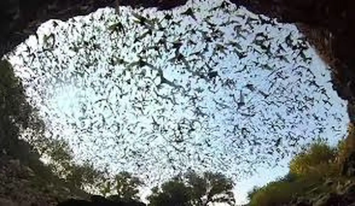جستجوی منشاء کرونا در غار خفاش‌ها 