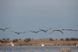 تعداد تلفات پرندگان مهاجر در میانکاله به ۵ هزار قطعه می رسد