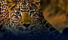 پیدا شدن لاشه یک فرد پلنگ ایرانی در ارتفاعات مناطق آزاد شهرستان اسفراین