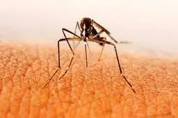 هشدار جدی درباره شیوع پشه آئدس | مسافران نوروزی مراقب باشند!