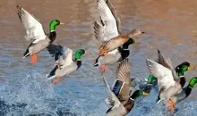 مکانیزم دفاعی جالب اردک ها در برابر حمله عقاب | عقاب در برابر هوش و همکاری اردک‌ها زانو زد! +ویدئو