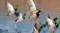 مکانیزم دفاعی جالب اردک ها در برابر حمله عقاب | عقاب در برابر هوش و همکاری اردک‌ها زانو زد! +ویدئو