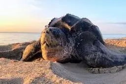 عملیات نجات یک لاک‌پشت در بوشهر | همکاری طبیعت‌دوستان برای رهایی حیوان غول‌پیکر +ویدئو