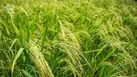بازار برنج ایرانی در رکود | برنج طارم ۹۰ هزار تومانی را کسی نمیخرد | شمالی‌ها به ناچار برنج خارجی مصرف می‌کنند!
