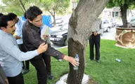 از عجایب زاگرس زیبا٬ جوشیدن یک چشمه داخل درخت | این چشمه در استان کهگیلویه و بویراحمد است +ویدئو