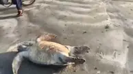 مرگ لاک پشت‌های دریایی در جاسک
