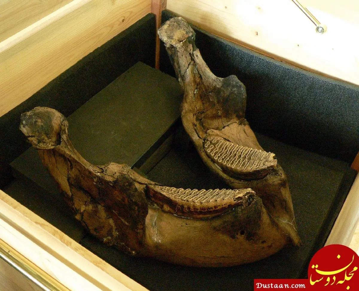  در آلمان بقایای فیل ۳۰۰ هزار ساله با عاج ۲.۴ متری کشف شد