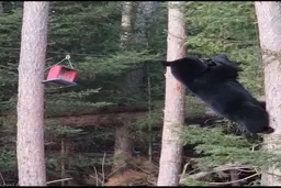 دستبرد خرس بازیگوش به غذای پرندگان+ویدیو