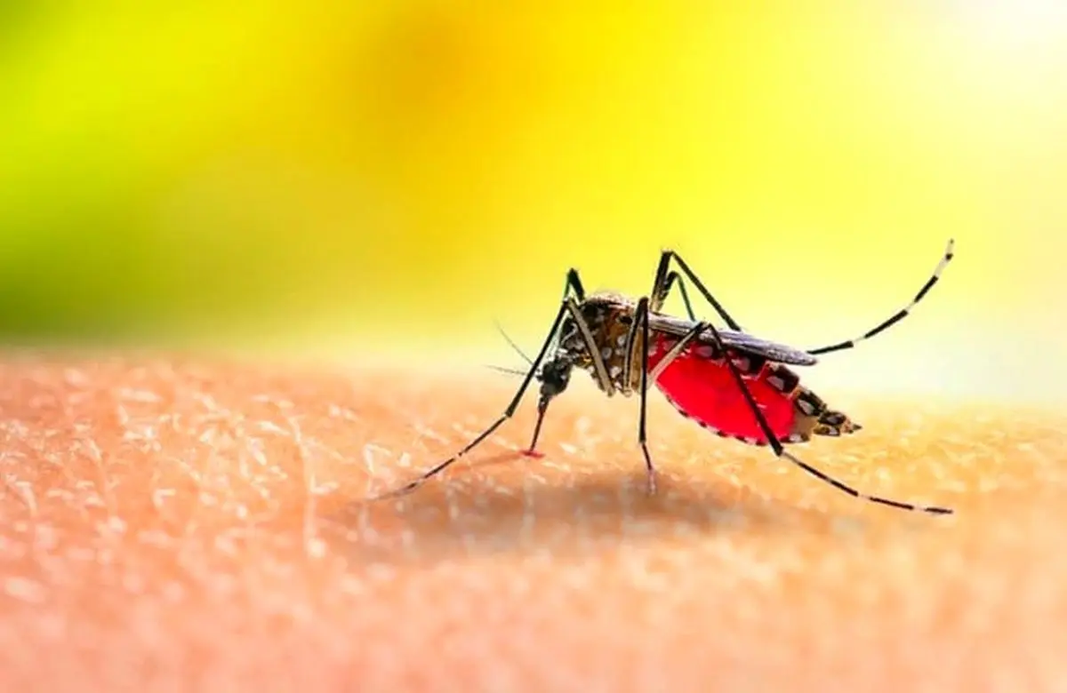 پشه ها برای نیش زدن انسان‌ها کدام گروه خونی را انتخاب می‌کنند؟ | گروه خونی مورد علاقه حشرات چیست؟