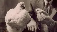 مرغی که بیشتر از یک سال بدون سر زنده ماند! | داستان مایک٬ مرغ بی سر چه بود؟
