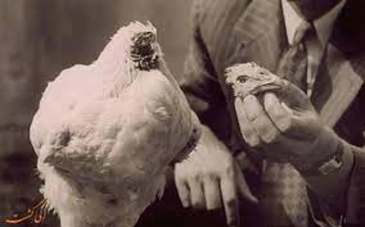 مرغی که بیشتر از یک سال بدون سر زنده ماند! | داستان مایک٬ مرغ بی سر چه بود؟