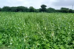 کنجد درخت نیست! | حقیقت جالب درباره این دونه پرخاصیت +ویدئو