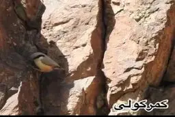 کمرکولی، یکی از پرندگان پر جنب و جوش کوهستان‌های ایران+ویدئو 