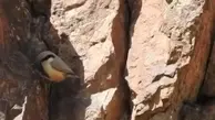 کمرکولی، یکی از پرندگان پر جنب و جوش کوهستان‌های ایران+ویدئو 