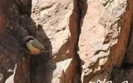 کمرکولی، یکی از پرندگان پر جنب و جوش کوهستان‌های ایران+ویدئو 