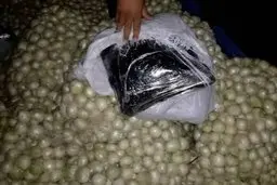 پیازهای تریاکی لو رفت