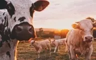 فیلم نزاع و درگیری در رشت بخاطر جولان گاوها در شهرک مسکونی ! + ویدئو 