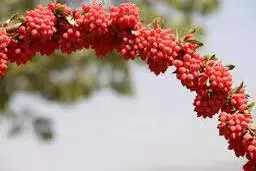 زرشک مجلسی یاد بگیر! | فوت و فن زرشک رستورانی