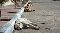 شهرداری: عقیم‌سازی سگ های تهران ۳ سال طول می‌کشد