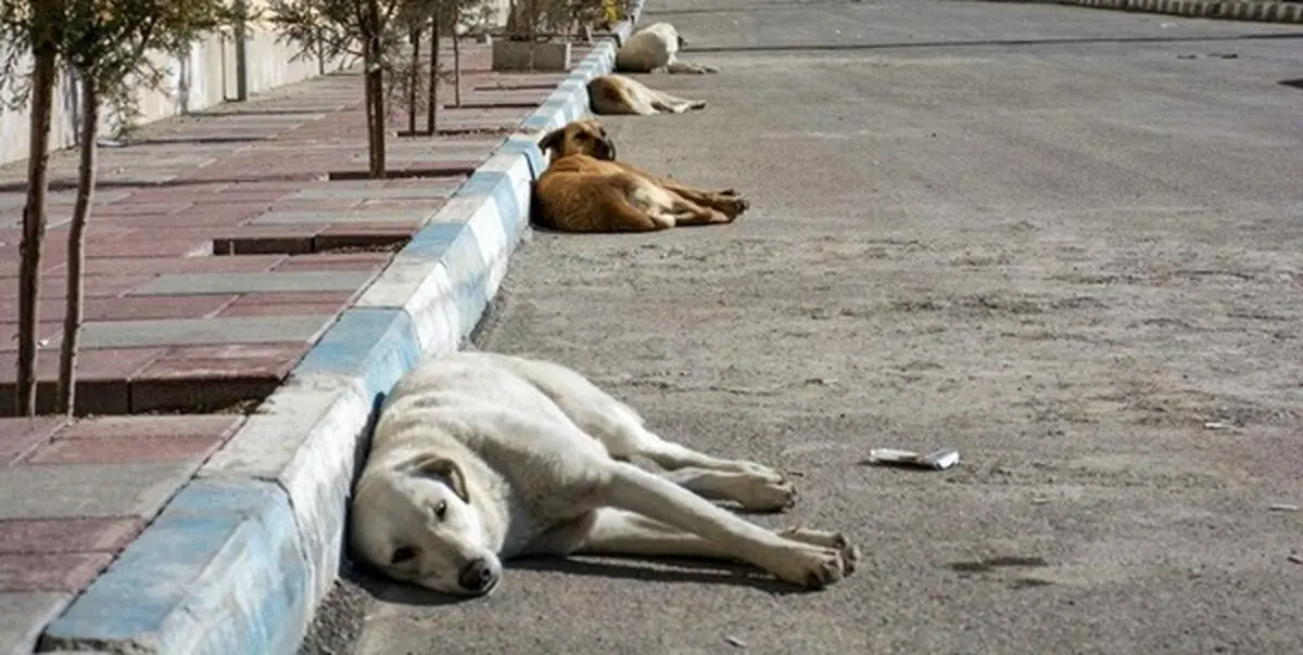 شهرداری: عقیم‌سازی سگ های تهران ۳ سال طول می‌کشد