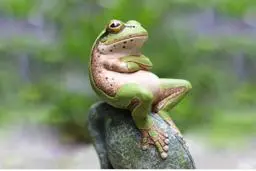 معجزه در ارتفاع | داستان قورباغه ای که قله را فتح کرد! +ویدیو