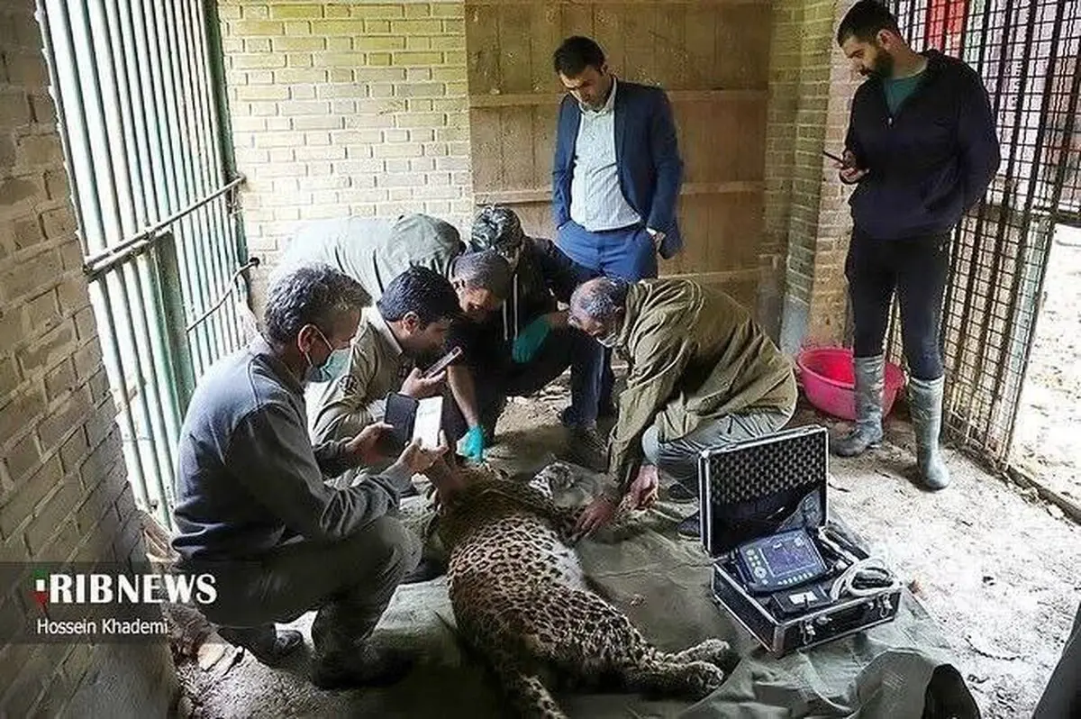 رهاسازی یک قلاده پلنگ از تله سیمی شکارچیان در شهرستان نور
