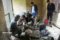 رهاسازی یک قلاده پلنگ از تله سیمی شکارچیان در شهرستان نور
