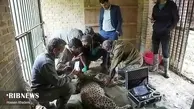 رهاسازی یک قلاده پلنگ از تله سیمی شکارچیان در شهرستان نور
