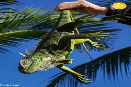 سقوط ایگوانا‌های سرمازده از درختان!+ویدئو