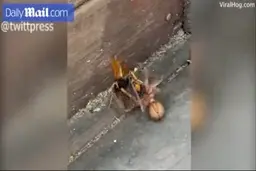 نبرد عنکبوت و زنبور  + ویدئو