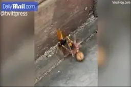 نبرد عنکبوت و زنبور  + ویدئو