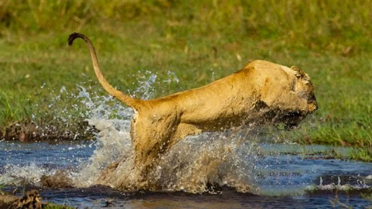 شکار گورخر توسط شیر ماده در رودخانه+ویدئو