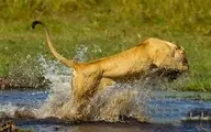 شکار گورخر توسط شیر ماده در رودخانه+ویدئو