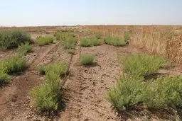 هجوم زمین‌خواران به کویر 