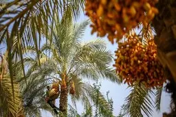 نخل‌های ایران به جام‌جهانی قطر رفتند