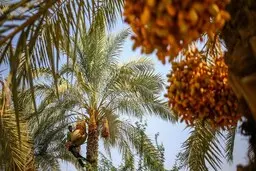 نخل‌های ایران به جام‌جهانی قطر رفتند