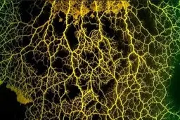 این کپک از 100 تا عقل معمولی بیشتر کارایی داره | توانایی حل مسئله با استفاده از این کپک + عکس